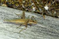 Oecanthus pellucens