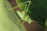 Phaneroptera