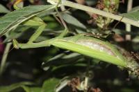 Mantis religiosa