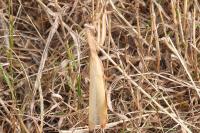 Mantis religiosa