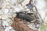 Gryllus campestris