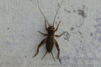 Eumodicogryllus bordigalensis