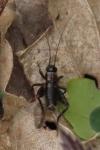 Nemobius sylvestris