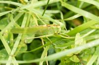 Tettigonia viridissima