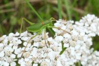 Ephippiger diurnus