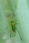 Ephippiger diurnus