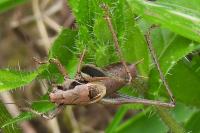 Pholidoptera griseoaptera