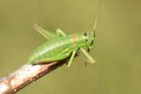 Ephippiger diurnus