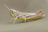 Euchorthippus declivus