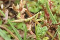 Mantis religiosa
