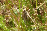 Tessellana tessellata