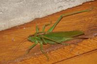 Tettigonia viridissima