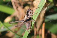 Pholidoptera griseoaptera