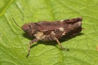 Tetrix undulata