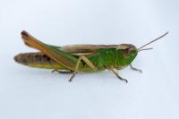 Pseudochorthippus parallelus