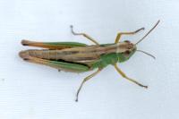 Pseudochorthippus parallelus
