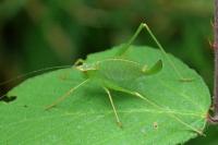 Leptophyes punctatissima