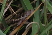 Aiolopus strepens