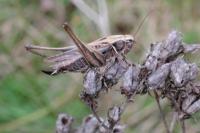 Tessellana tessellata