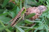 Pseudochorthippus parallelus