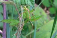 Leptophyes punctatissima