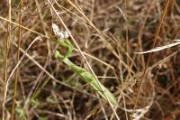 Mantis religiosa