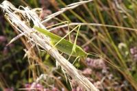 Phaneroptera nana