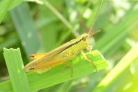 Mecostethus parapleurus
