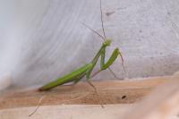 Mantis religiosa