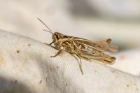 Chorthippus