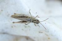 Chorthippus