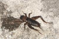 Nemobius sylvestris