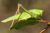 Phaneroptera nana