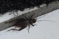 Nemobius sylvestris