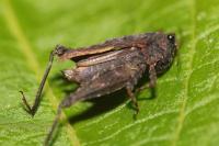 Tetrix undulata