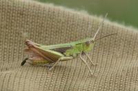 Chorthippus dorsatus