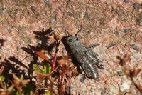 Calliptamus barbarus