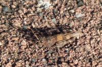 Oedipoda caerulescens