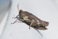 Tetrix undulata