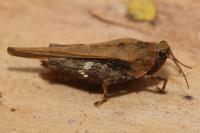 Tetrix subulata