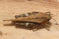 Tetrix subulata