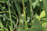 Tettigonia viridissima