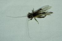 Eumodicogryllus bordigalensis