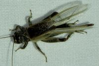 Eumodicogryllus bordigalensis