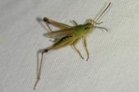 Pseudochorthippus parallelus