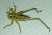 Tessellana tessellata