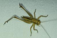 Tessellana tessellata