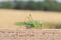 Tettigonia viridissima