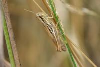 Euchorthippus declivus