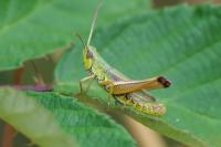 Pseudochorthippus parallelus